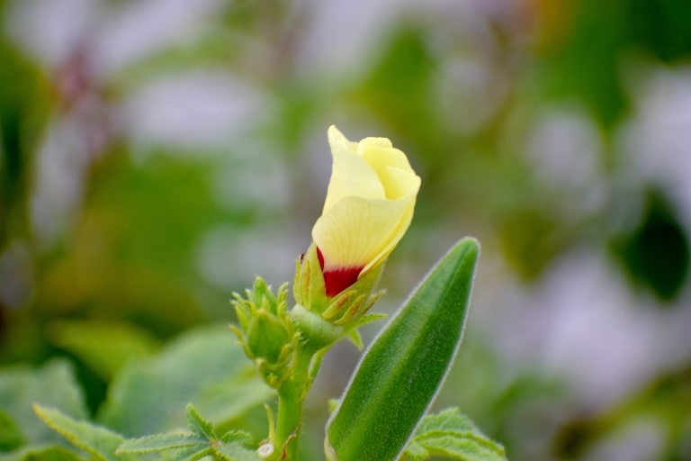 Okra Blüte