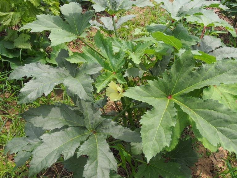 Okra Feld